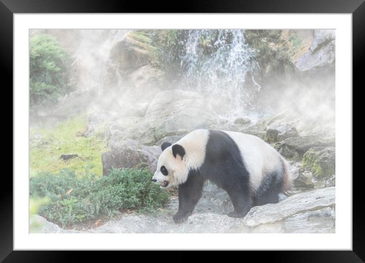 Giant Panda and Waterfall in the Mist Framed Mounted Print by Arterra 