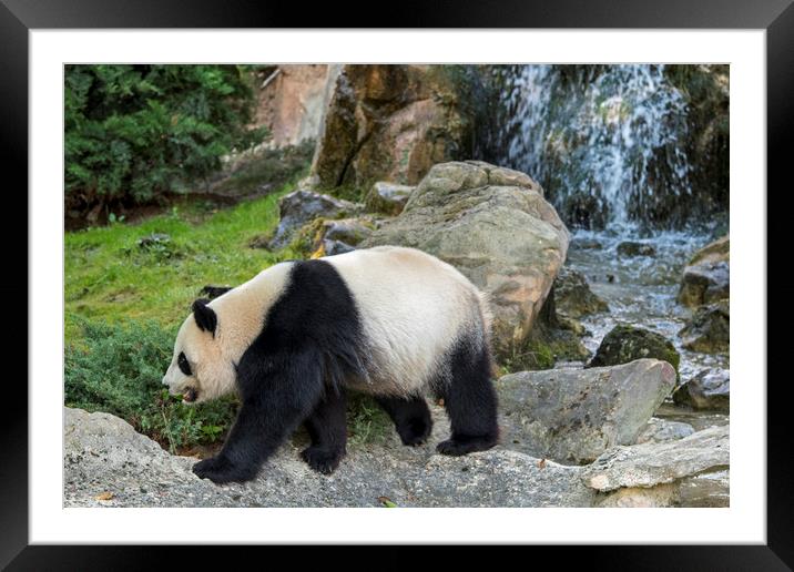 Panda Bear and Waterfall Framed Mounted Print by Arterra 