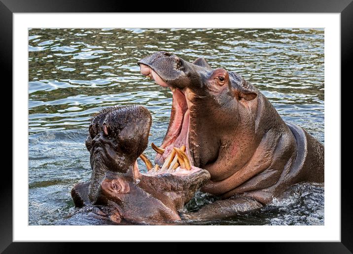 Fighting Hippos Framed Mounted Print by Arterra 