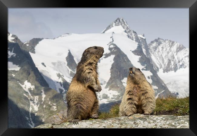 Marmots in the Alps Framed Print by Arterra 
