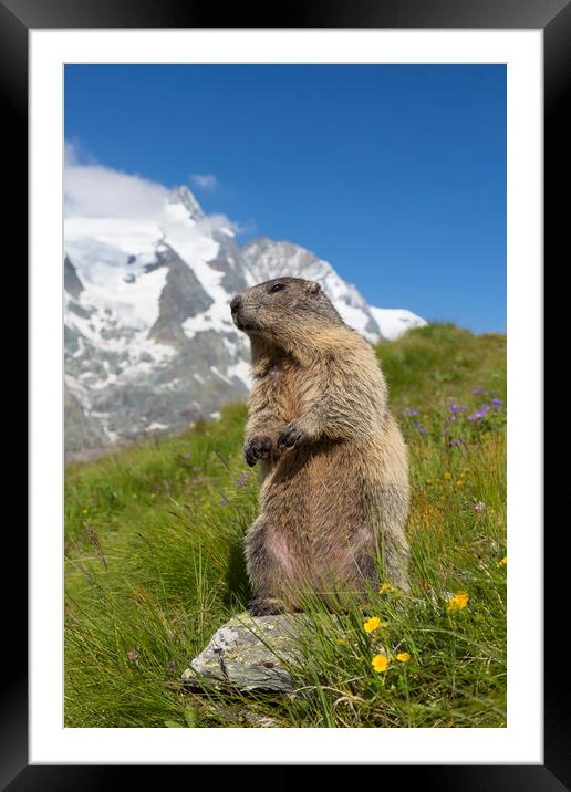 Marmot in the Alps Framed Mounted Print by Arterra 