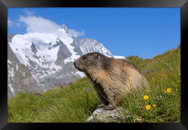Alpine Marmot in the Hohe Tauern Framed Print by Arterra 