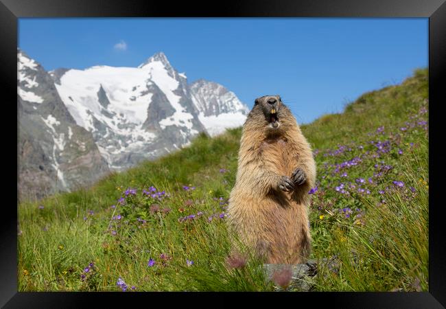 Alpine Marmot Calling in the Alps Framed Print by Arterra 