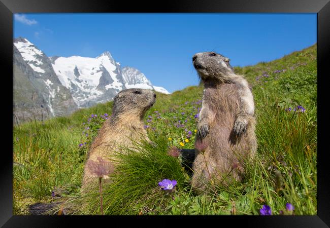 Alpine Marmot Couple in the Alps Framed Print by Arterra 