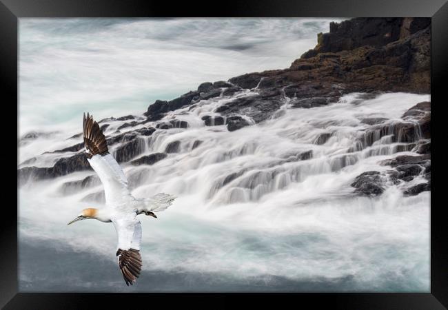 Gannet Soaring along Scottish Coast Framed Print by Arterra 