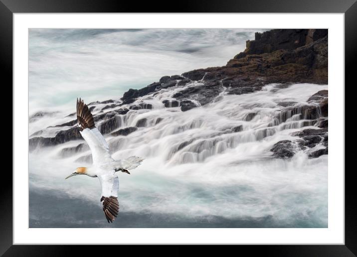 Gannet Soaring along Scottish Coast Framed Mounted Print by Arterra 