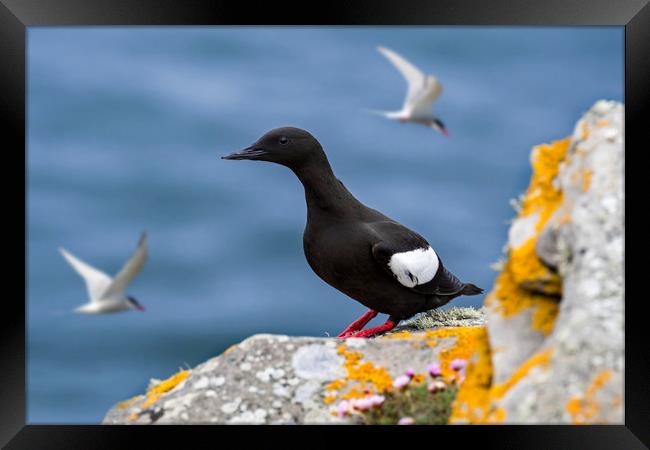 Black Guillemot in Scotland Framed Print by Arterra 