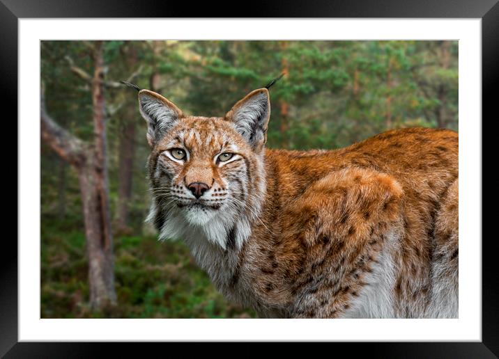 Eurasian Lynx in Forest Framed Mounted Print by Arterra 