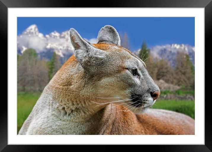 Mountain Lion Framed Mounted Print by Arterra 