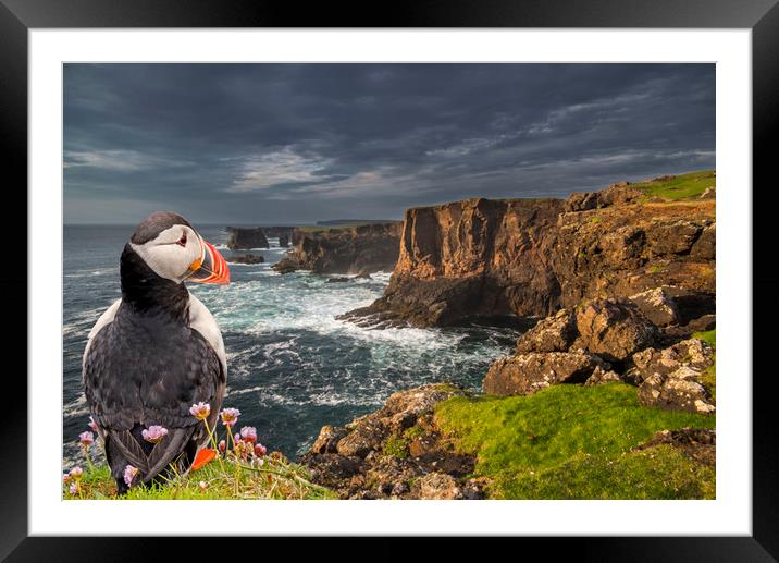 Puffin Watching Shetland Coast Framed Mounted Print by Arterra 