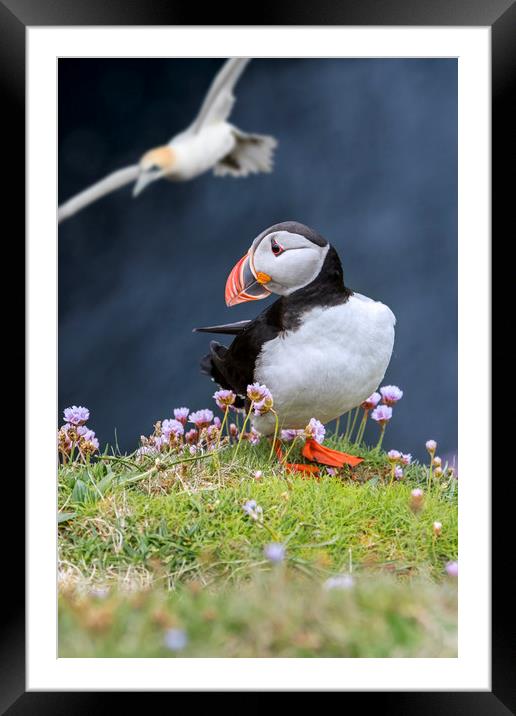 Atlantic Puffin and Flying Gannet Framed Mounted Print by Arterra 