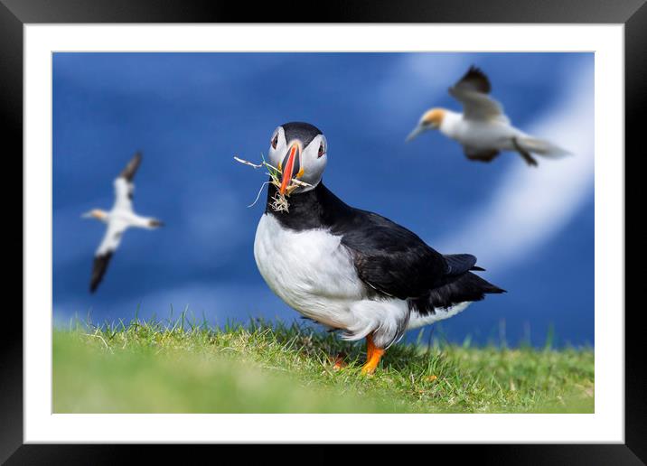 Atlantic Puffin Building Nest  Framed Mounted Print by Arterra 