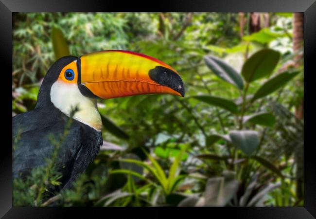 Giant Toucan in Jungle Framed Print by Arterra 