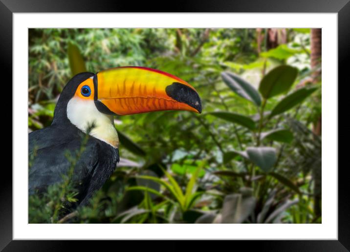 Giant Toucan in Jungle Framed Mounted Print by Arterra 