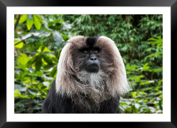 Lion Tailed Macaque Framed Mounted Print by Arterra 