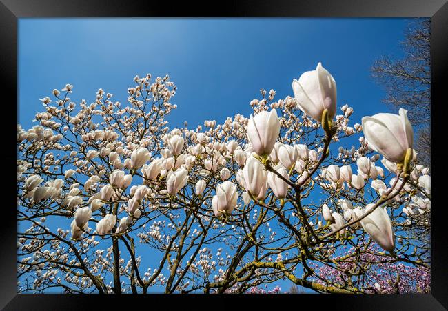 Magnolia stellata in Spring Framed Print by Arterra 