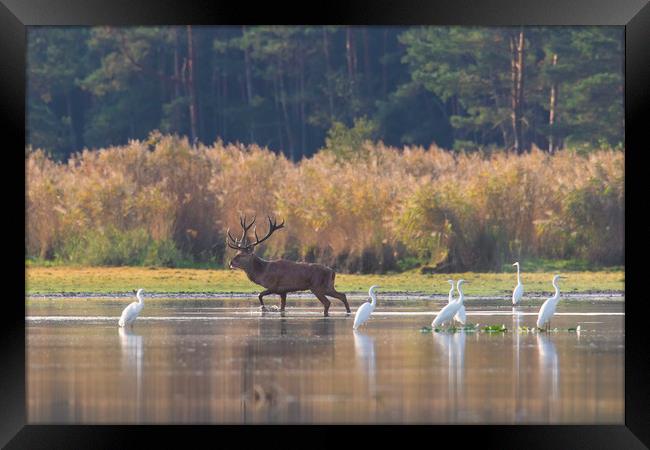 Red Deer and Egrets Framed Print by Arterra 