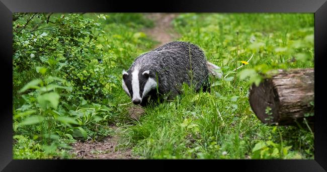 English Badger Walking along Woodland Path Framed Print by Arterra 