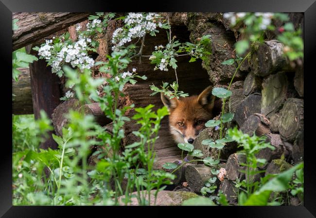 Hidden Red Fox Framed Print by Arterra 