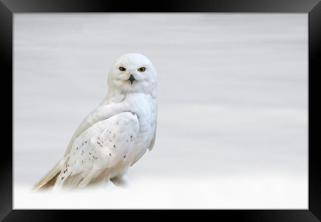 Snowy Owl Framed Print by Arterra 