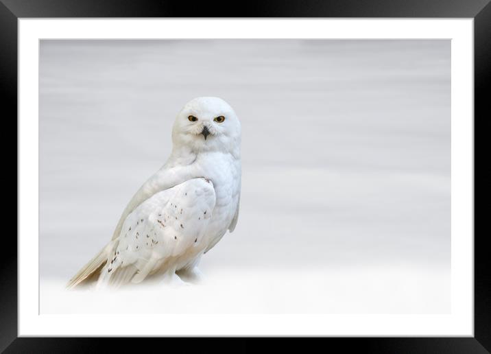 Snowy Owl Framed Mounted Print by Arterra 