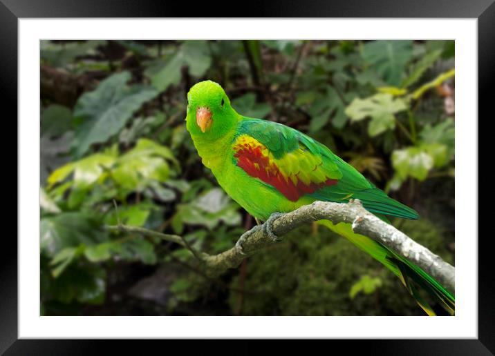 Jonquil Parrot Framed Mounted Print by Arterra 