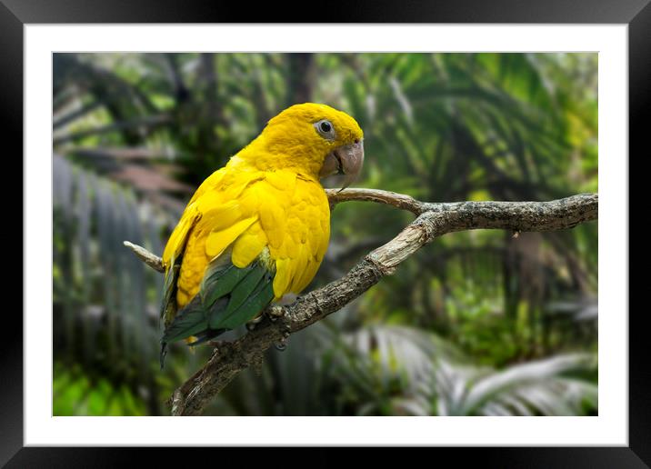 Golden Parakeet Framed Mounted Print by Arterra 