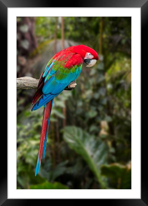 Red-and-green Macaw Framed Mounted Print by Arterra 