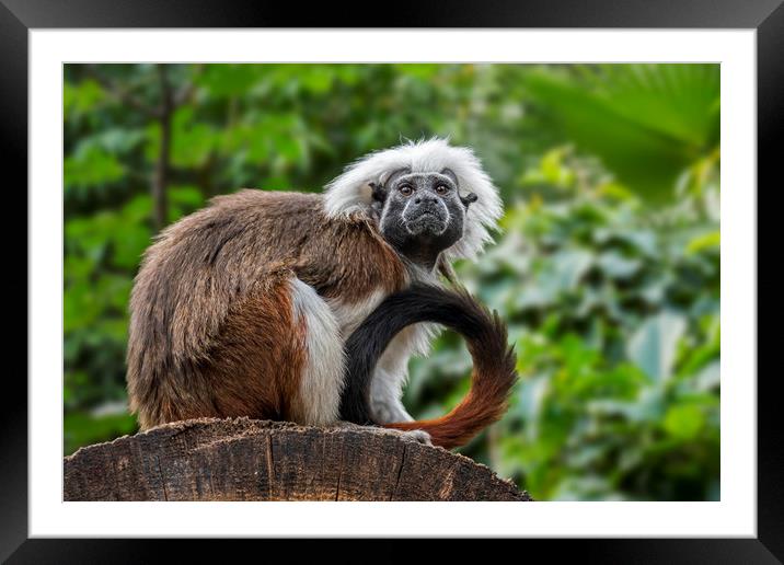 Cotton-top Tamarin Framed Mounted Print by Arterra 