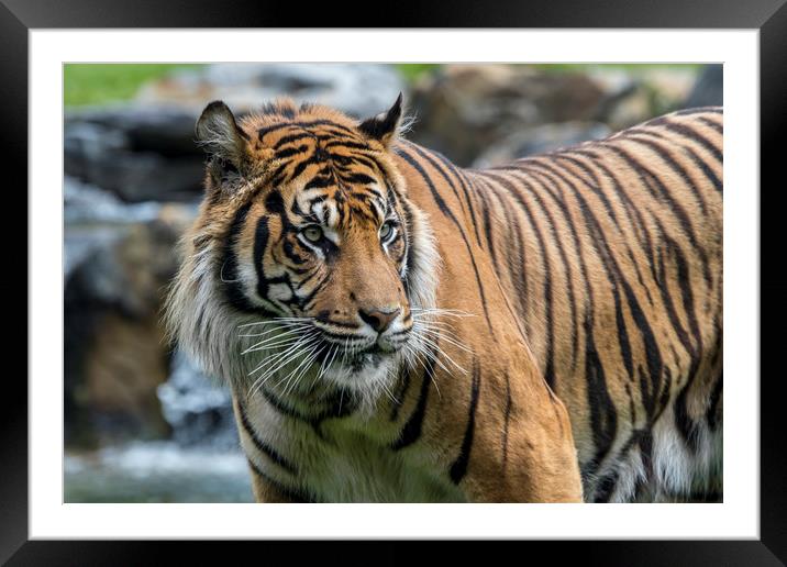 Sumatran Tiger in River Framed Mounted Print by Arterra 