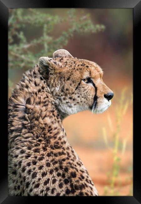Sudan Cheetah Framed Print by Arterra 