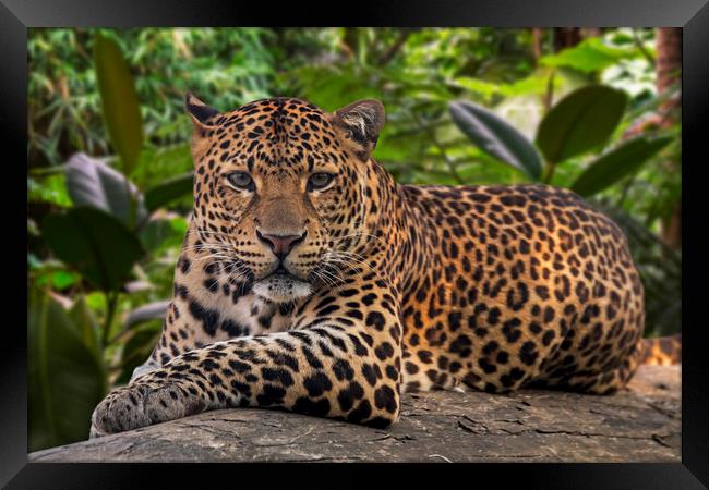 Javan Leopard Framed Print by Arterra 