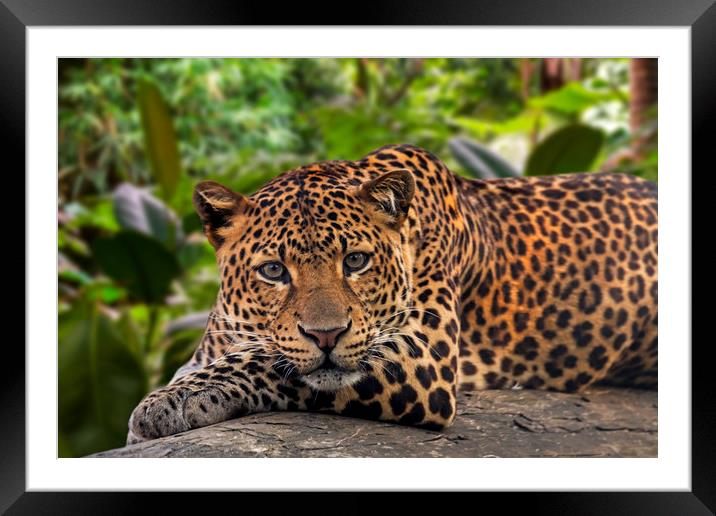 Sleepy Leopard Framed Mounted Print by Arterra 