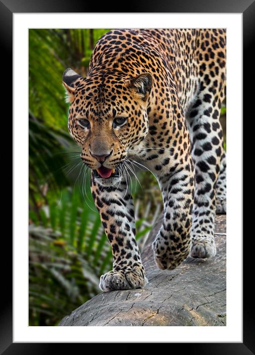 Hunting Leopard Framed Mounted Print by Arterra 