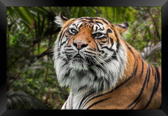Sumatran Tiger Framed Print by Arterra 