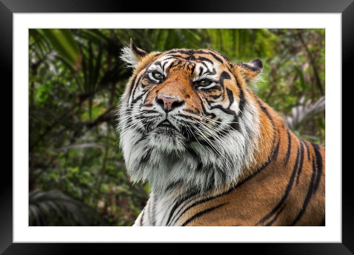 Sumatran Tiger Framed Mounted Print by Arterra 