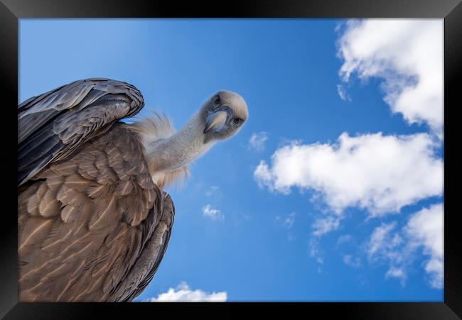 Griffon Vulture Framed Print by Arterra 
