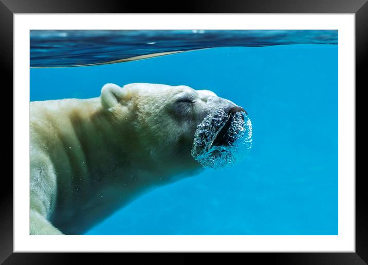 Polar Bear Diving Framed Mounted Print by Arterra 