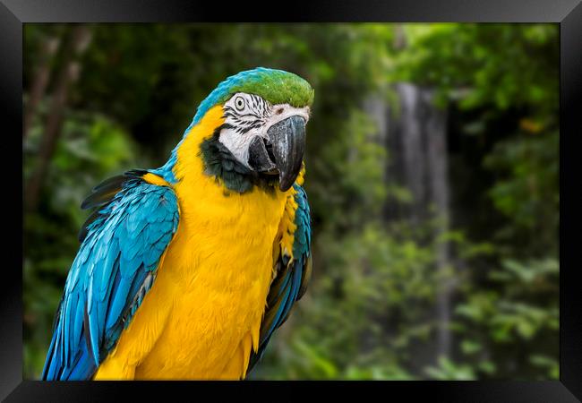 Blue-and-Yellow Macaw Framed Print by Arterra 