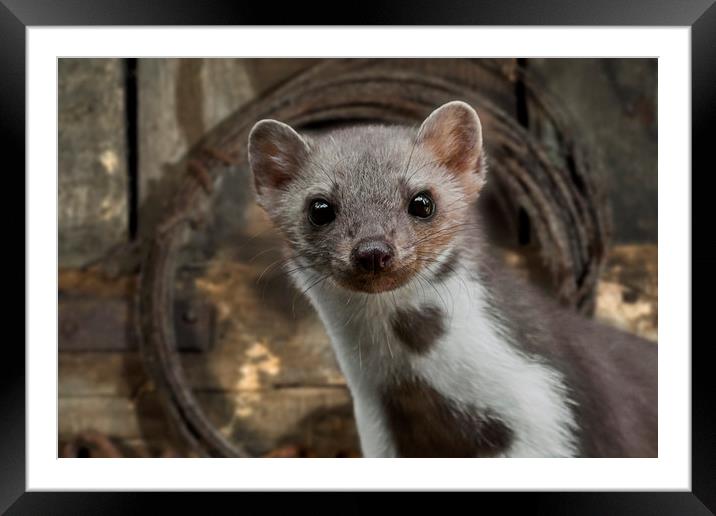 Beech Marten in Shed Framed Mounted Print by Arterra 