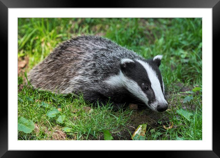 Young Badger Framed Mounted Print by Arterra 