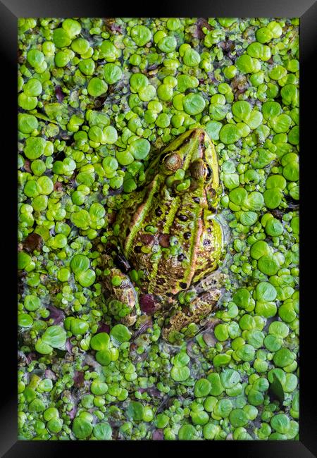 Green Frog Framed Print by Arterra 