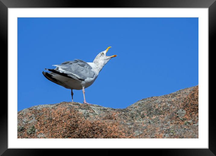 Herring Gull Calling Framed Mounted Print by Arterra 