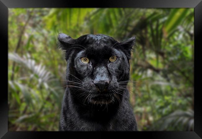 Black Panther Framed Print by Arterra 