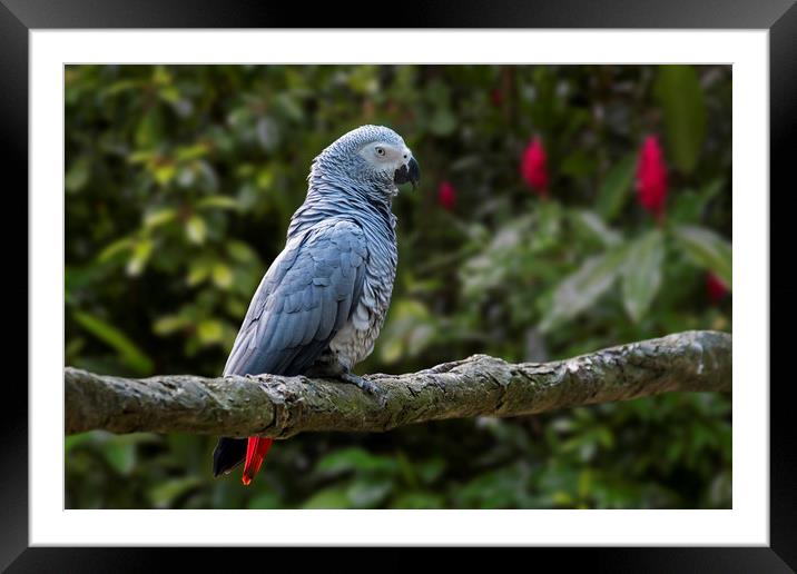 Congo Grey Parrot Framed Mounted Print by Arterra 