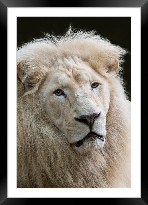 White Lion Framed Mounted Print by Arterra 