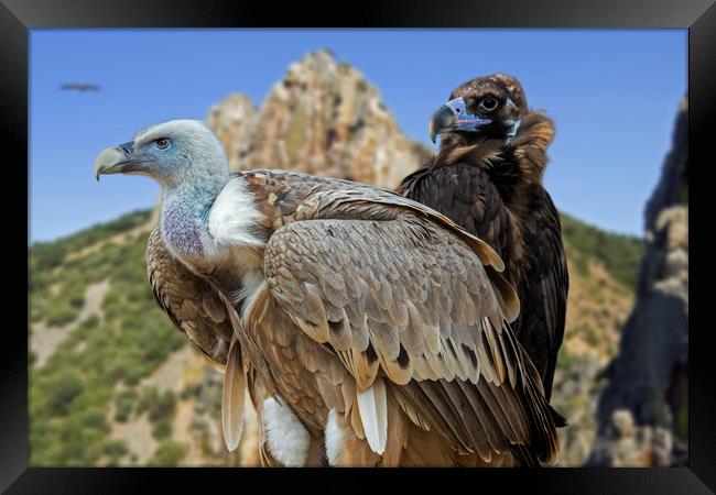 Vultures Framed Print by Arterra 
