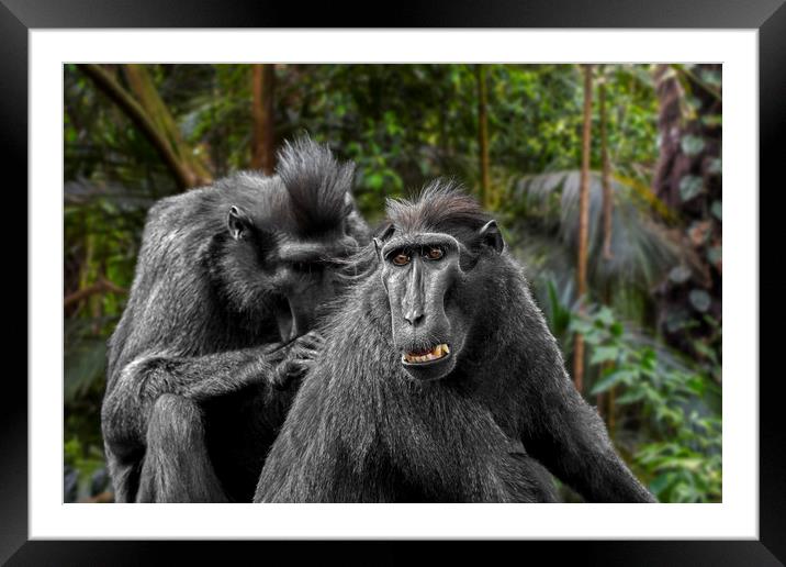 Celebes Crested Macaques Framed Mounted Print by Arterra 
