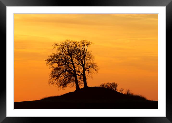 Trees on Hillock at Sunset Framed Mounted Print by Arterra 