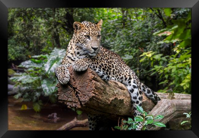Leopard in the Jungle Framed Print by Arterra 